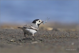 <p>KONIPAS BÍLÝ (Motacilla alba) /White wagtail - Bachstelze/</p>